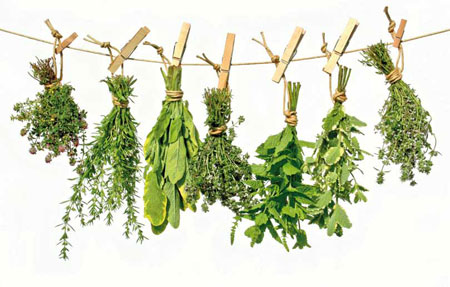 Herbs hanging from clothespins on a rope